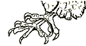Spokes Claw!
